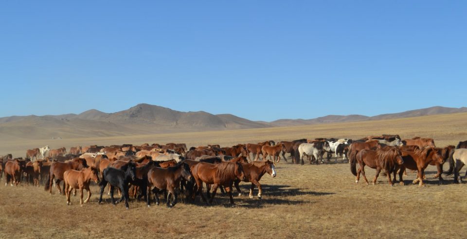 Wild-horses-e1613975769690
