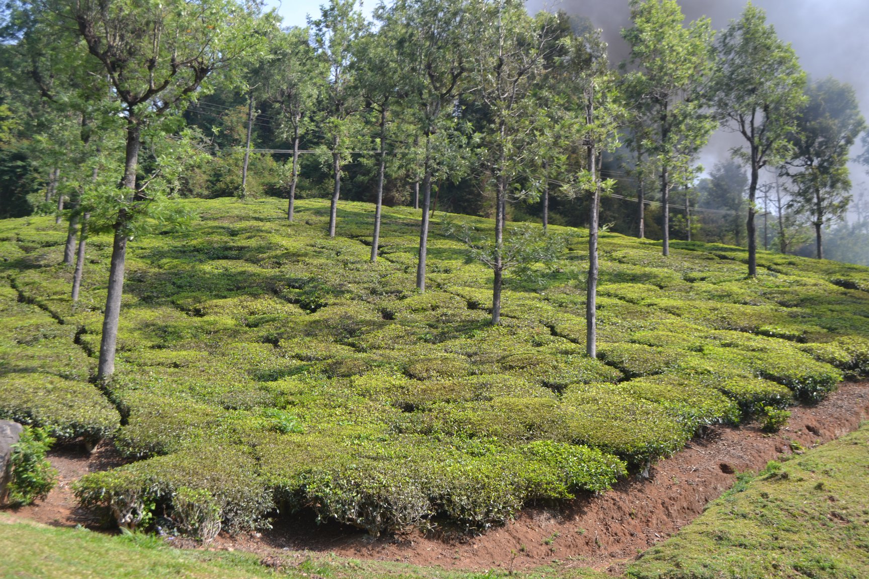 tea-fields